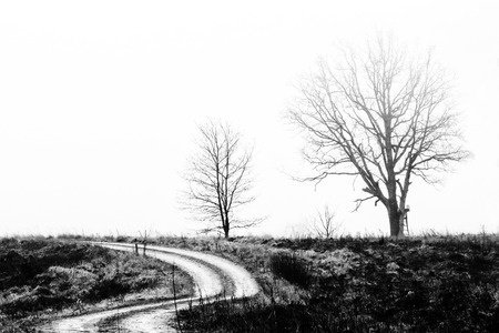 standing at the side of the road during a solitary treeの写真素材