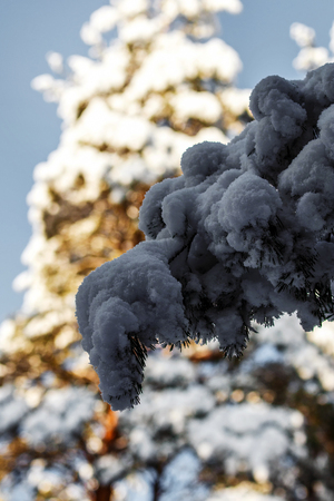 the beautiful winter day in the woods is a lot of snowの写真素材