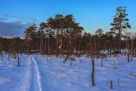 Latvia Dunikas swamp on cold winter night in sunsetの写真素材