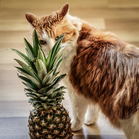 beautiful home cat doing nonsense and playingの写真素材