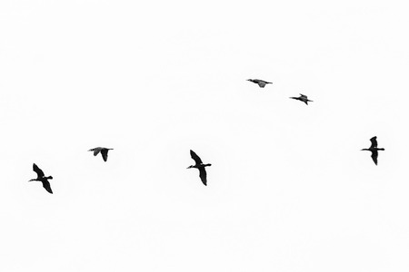 beautiful Sea Ravens make nest in early springの写真素材