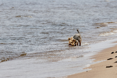 beautiful, fun little Jokshire dog runs along hung red clayの写真素材