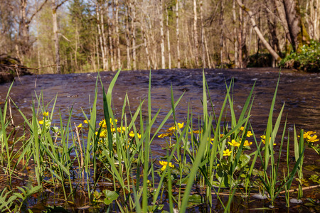 Latvia green coast with old trees floods river with Irving Fallsの写真素材