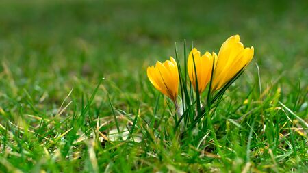 Morning yellow crocus flower on the green grassの写真素材