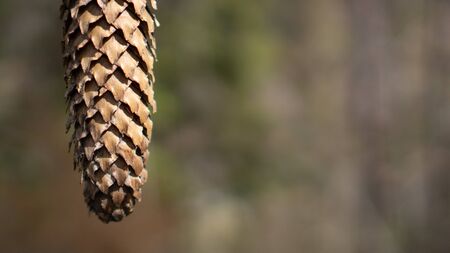 Brown long pine cone under sun rays on forest background with space for text. Nature texture. Wallpaper.の写真素材