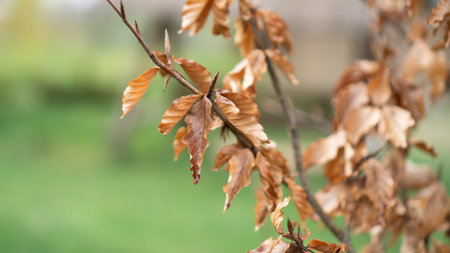 Brown dry leaves hanging on a tree on a green background. Texture or pattern of dry leafs. Spring or...