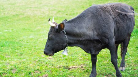Black cow grazes on the green fields. Country cow in rainy day. Cow on meadow. Close up picture.の写真素材