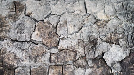 Gray dry cracked wood texture. Bark of a tree that cracked from moisture or dry. Texture of old cracked bark. Backgroundの写真素材