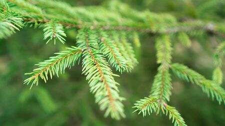 Christmas tree branches. Green branches of spruce in the forest. Background of pine branches. Coniferous green textureの写真素材