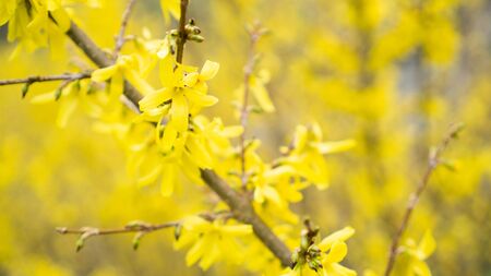 Yellow flowers on a branch of a tree blooming in spring. Blurred yellow flowering background. Forsythia, olive familyの写真素材