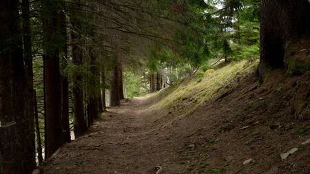 Path in the forest that looks like a natural tunnel with light at the end. Road In A Green Forest In The Springの写真素材
