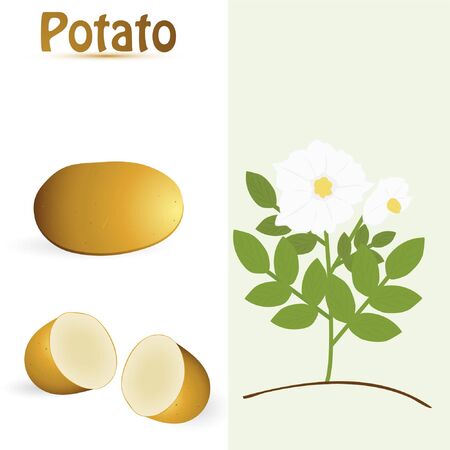 potatoのイラスト素材