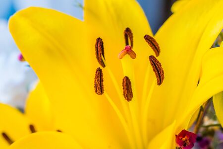 Details of a flowerの写真素材
