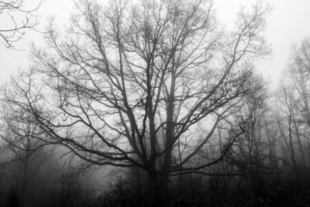 Trees in foggy landscapeの写真素材
