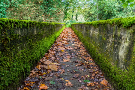 A beautiful bridge covered with green moss.の写真素材
