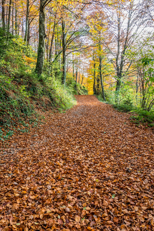 Autumn landscape (Fageda de Grevolosa, Garrotxa, Catalonia, Spain)の写真素材