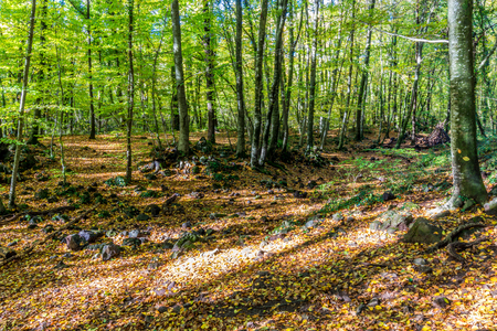 Beautiful forest in the autumn (Fageda d'en Jorda, Catalonia, Garrotxa, Spain)の写真素材