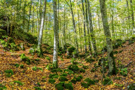 Beautiful forest in the autumn season (Fadega d'en Jorda, Catalonia, Spain)の写真素材