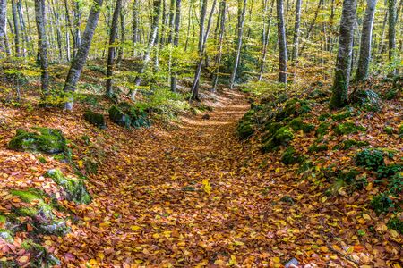 Beautiful forest in the autumn season (Fadega d'en Jorda, Catalonia, Spain)の写真素材