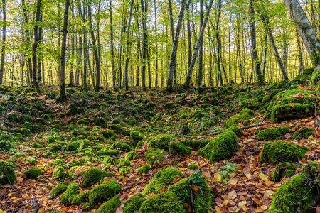 Beautiful forest in the autumn season (Fadega d'en Jorda, Catalonia, Spain)の写真素材
