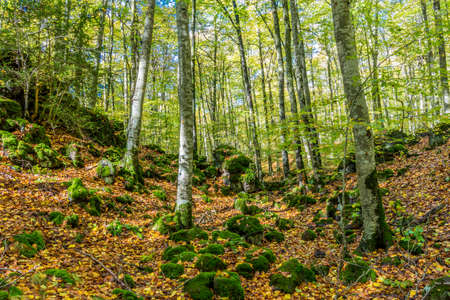 The beech forest of Fageda d'en JordÃ  stands on the lava flow from the volcano Croscat in the municipalities of Santa Pau, Olot and Les Preses (Garrotxa, Catalonia, Spain)の写真素材