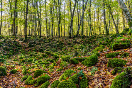 The beech forest of Fageda d'en JordÃ  stands on the lava flow from the volcano Croscat in the municipalities of Santa Pau, Olot and Les Preses (Garrotxa, Catalonia, Spain)の写真素材