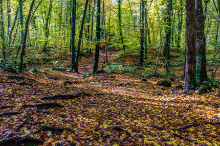 The beech forest of Fageda d'en JordÃ  stands on the lava flow from the volcano Croscat in the municipalities of Santa Pau, Olot and Les Preses (Garrotxa, Catalonia, Spain)の写真素材