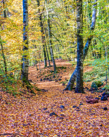 The beech forest of Fageda d'en JordÃ  stands on the lava flow from the volcano Croscat in the municipalities of Santa Pau, Olot and Les Preses (Garrotxa, Catalonia, Spain)の写真素材