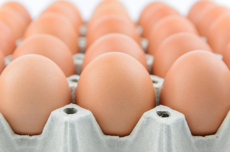 Eggs in rowの写真素材