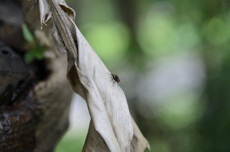 Fly on leafの写真素材