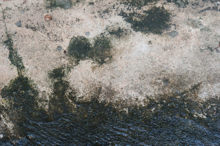 black moss on concrete floorの写真素材