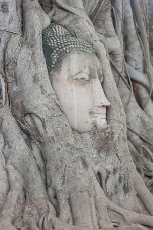 Buddha in tree rootの写真素材