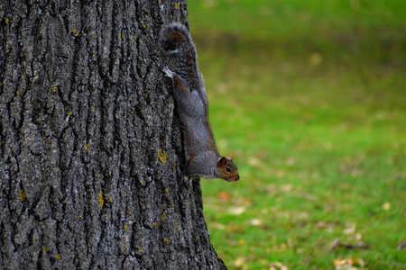 Squirrel coming down the tree trunkの写真素材