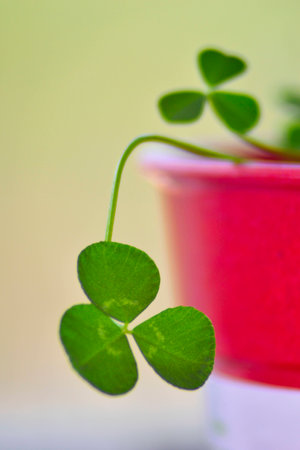 Three leaf clover closeupの写真素材