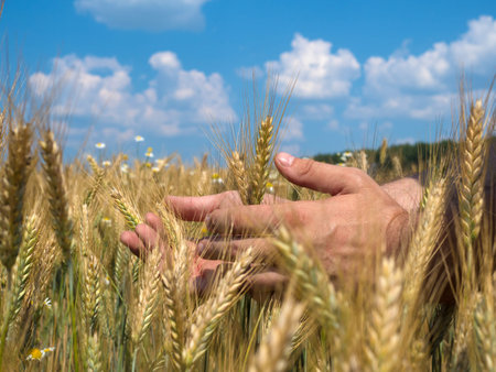 Male hands holding wheat spikelets in field on sunny day
