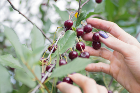 Female fingers picking ripe cherry from a branchの写真素材