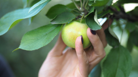 Female hand picking a green apple from a branch, close upの写真素材
