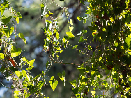 Sprigs of green ivy in rainforest under sliding sun rays, selective focus. Nature, background,...