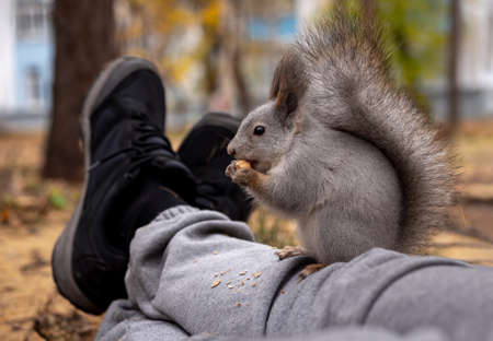 Squirrel cracking nuts on the humans legs in a public park, in autumn, close up, selective focus.の写真素材