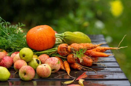 Set of organic fresh vegetables. Pumpkin, squash, apples and carrots with top and lumps of dirt on the wooden table in the garden, selective focus.の写真素材