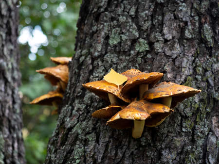 Royal honey mushrooms colony grow on the trunk of a tree. Pholiota aurivella in the forest in autumn, close up, selective focusの写真素材