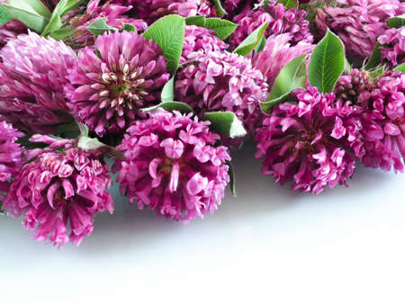 Red clover flowers on the white glassy surface, close up.の写真素材