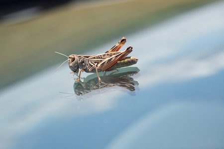 A brown small grasshopper with its reflection sits on a windscreen of a car, close up, selected...