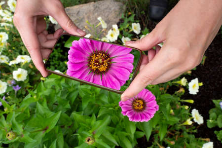 Human hands take a photo using a smartphone as a camera of beautiful magenta zinnia flower in the garden, close up, selective focus.の写真素材