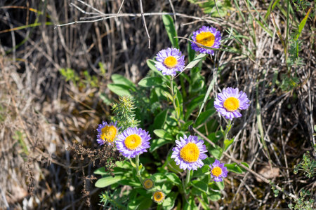 Aster alpine plant in blooming, close up, selected focus.の写真素材