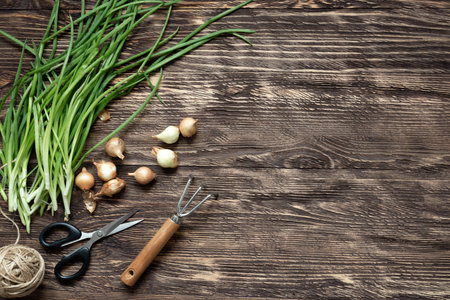 Fresh homegrown cut green onions, bulbs, a scissors, small hand cultivator and a skein of jute rope...