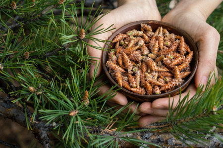 Human hands hold a clay pot full of pine kidneys among coniferous branches with buds, in a forest,...
