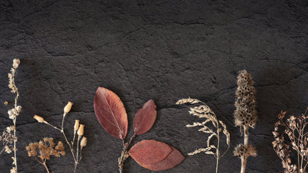Dry herbs and leaves on black stony background, copy space, autumn atmospheric flatlay.の写真素材