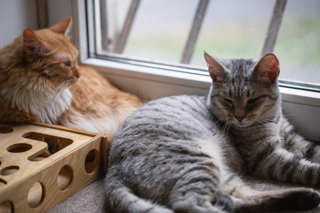 Two cute cats cat lying on the windowsill in the room, selected focus.