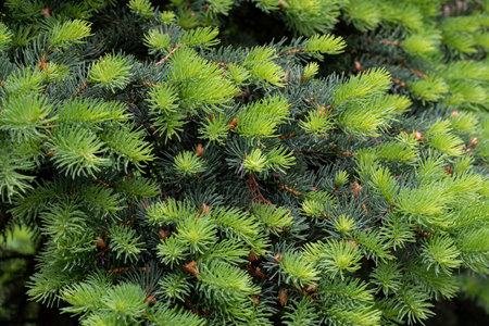 Blue spruce branch with tender young green twigs in summer, Picea Pungens, coniferous background.